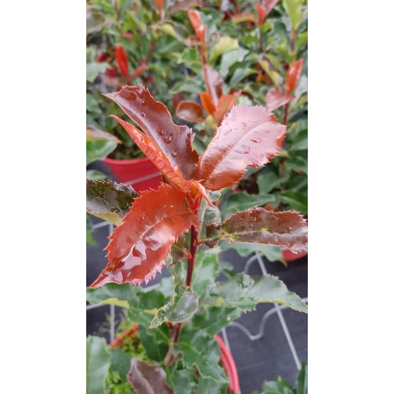 Photinia Magical VolcanoÂ® 'Kolmavoca'