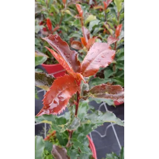 Photinia Magical VolcanoÂ® 'Kolmavoca'