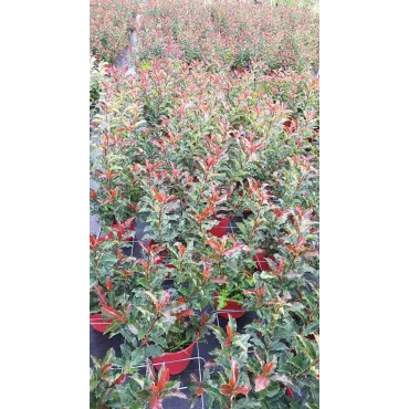 Photinia Magical VolcanoÂ® 'Kolmavoca'