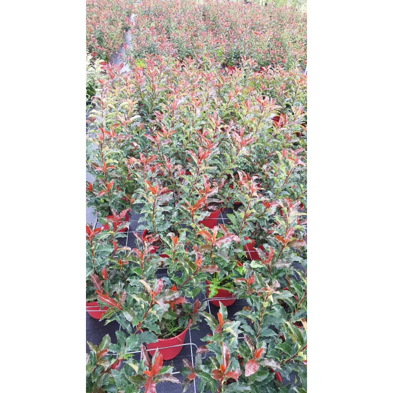 Photinia Magical VolcanoÂ® 'Kolmavoca'