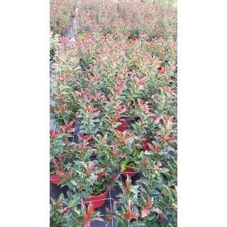 Photinia Magical VolcanoÂ® 'Kolmavoca'