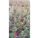 Photinia Magical VolcanoÂ® 'Kolmavoca'