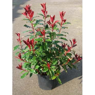 Photinia Magical VolcanoÂ® 'Kolmavoca'