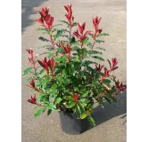 Photinia Magical VolcanoÂ® 'Kolmavoca'