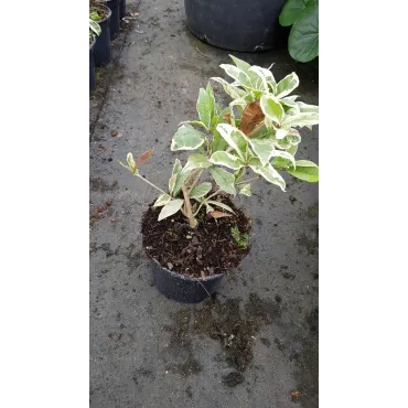 Osmanthus fragrans 'Variegata'