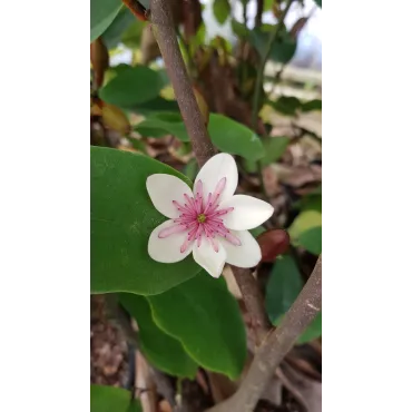 Michelia laevifolia x figo 'White Caviar'