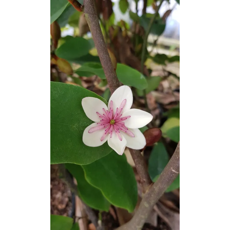 Michelia laevifolia x figo 'White Caviar'