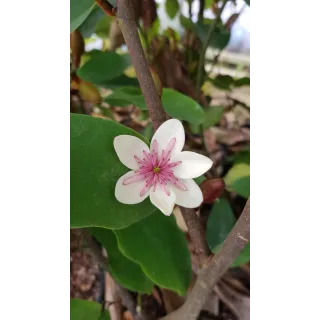 Michelia laevifolia x figo 'White Caviar'