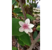 Michelia laevifolia x figo 'White Caviar'