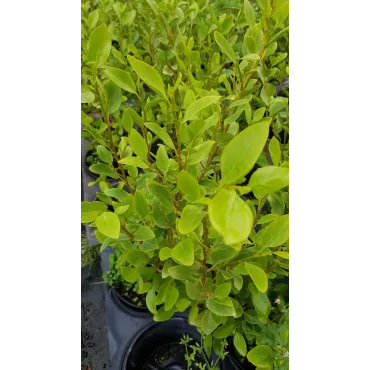 Griselinia littoralis