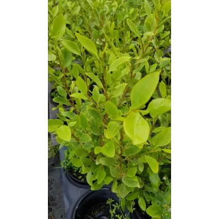 Griselinia littoralis