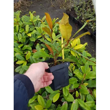 Magnolia grandiflora 'Flore Pleno'