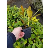 Magnolia grandiflora 'Flore Pleno'