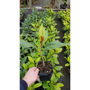 Magnolia grandiflora 'Galissoniensis'