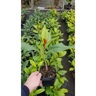 Magnolia grandiflora 'Galissoniensis'