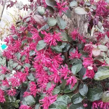 Loropetalum chinensis 'Rouge de La Majorie'Â®