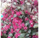 Loropetalum chinensis 'Rouge de La Majorie'Â®