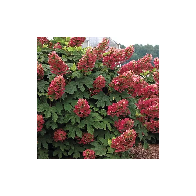 Hydrangea quercifolia 'Ruby Slippers'