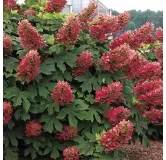 Hydrangea quercifolia 'Ruby Slippers'