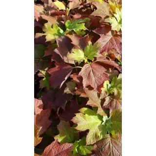 Hydrangea quercifolia 'Alice'