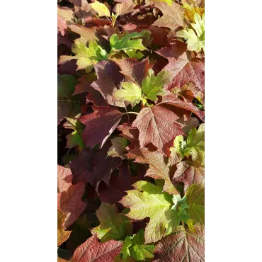 Hydrangea quercifolia 'Alice'