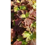 Hydrangea quercifolia 'Alice'