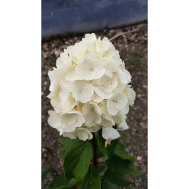 Hydrangea paniculata MagicalÂ® Mont Blanc 'Kolmamon'