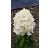 Hydrangea paniculata MagicalÂ® Mont Blanc 'Kolmamon'