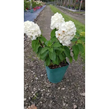 Hydrangea paniculata MagicalÂ® Mont Blanc 'Kolmamon'