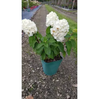 Hydrangea paniculata MagicalÂ® Mont Blanc 'Kolmamon'