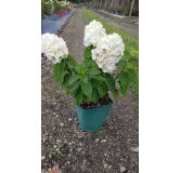 Hydrangea paniculata MagicalÂ® Mont Blanc 'Kolmamon'