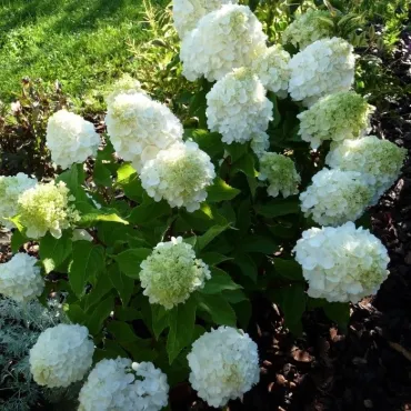 Hydrangea paniculata MagicalÂ® Mont Blanc 'Kolmamon'