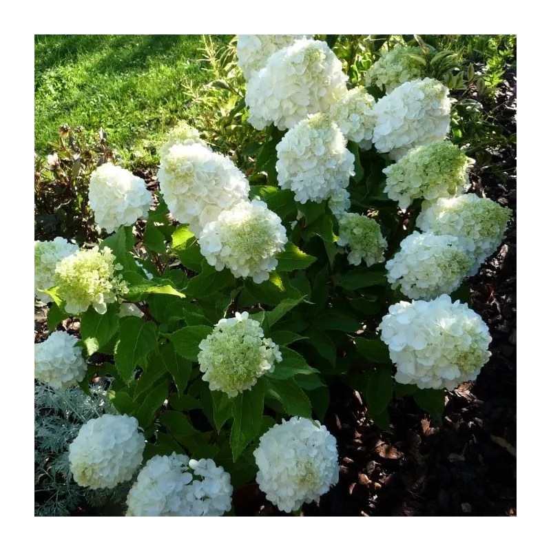 Hydrangea paniculata MagicalÂ® Mont Blanc 'Kolmamon'