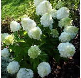 Hydrangea paniculata MagicalÂ® Mont Blanc 'Kolmamon'