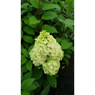 Hydrangea paniculata MagicalÂ® Kilimanjaro