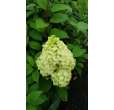 Hydrangea paniculata MagicalÂ® Kilimanjaro