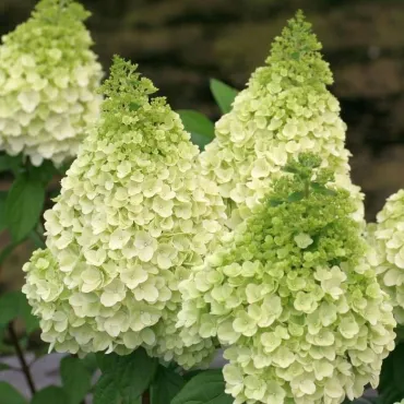 Hydrangea paniculata MagicalÂ® Kilimanjaro