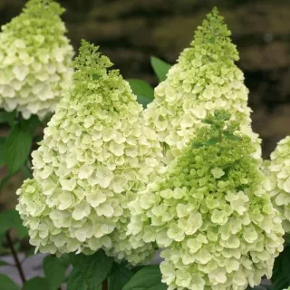 Hydrangea paniculata MagicalÂ® Kilimanjaro