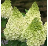 Hydrangea paniculata MagicalÂ® Kilimanjaro