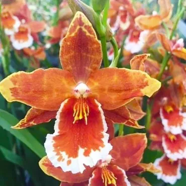 Odontoglossum inferno