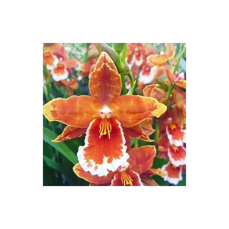 Odontoglossum inferno