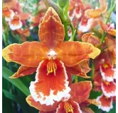 Odontoglossum inferno