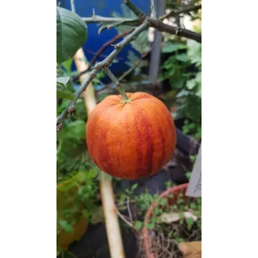 Citrus meyeri x sinensis 'Doppio Sanguinolo'