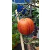 Citrus meyeri x sinensis 'Doppio Sanguinolo'