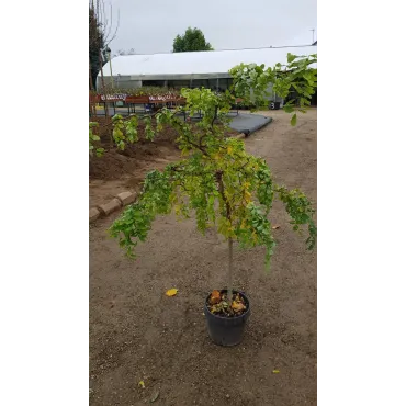 Robinia pseudoacacia Twisty BabyÂ® 'Lace Lady'