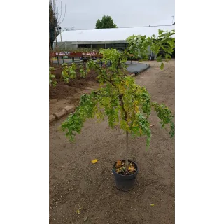 Robinia pseudoacacia Twisty BabyÂ® 'Lace Lady'