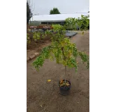 Robinia pseudoacacia Twisty BabyÂ® 'Lace Lady'