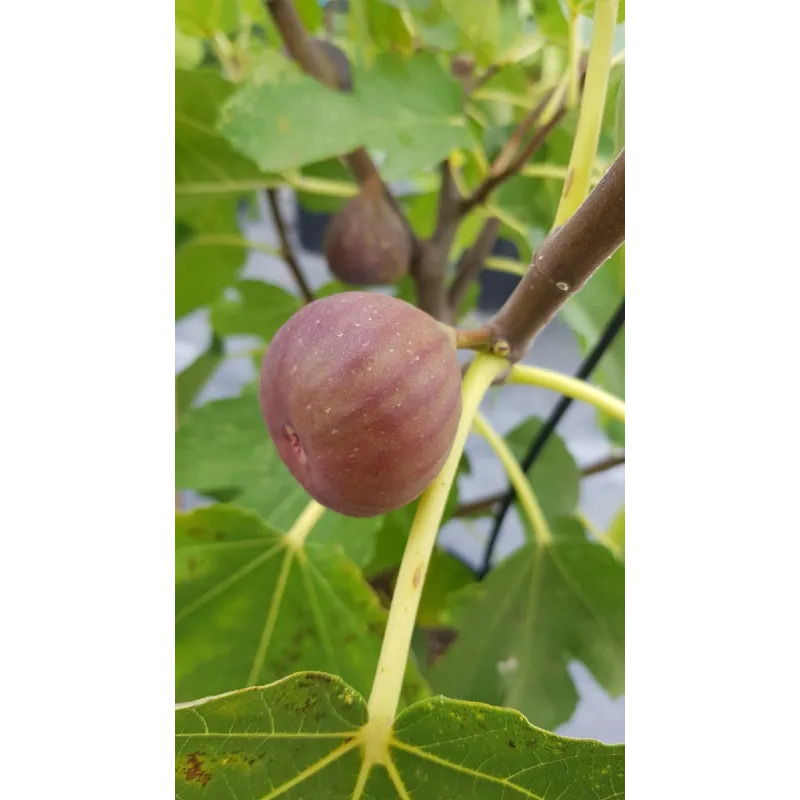 Ficus carica 'Pastiliere' / Figuier Pastiliere