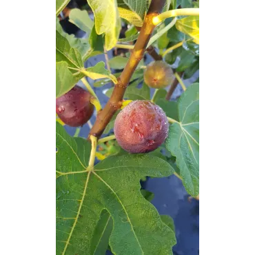 Ficus carica 'Ronde de Bordeaux' / Figuier 'Ronde de Bordeaux'