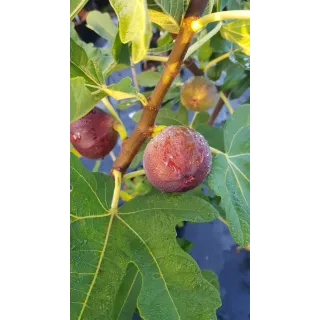 Ficus carica 'Ronde de Bordeaux' / Figuier 'Ronde de Bordeaux'